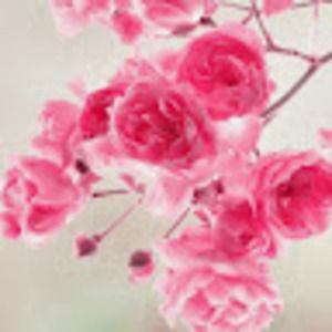 Meet your Posher, Minhchi